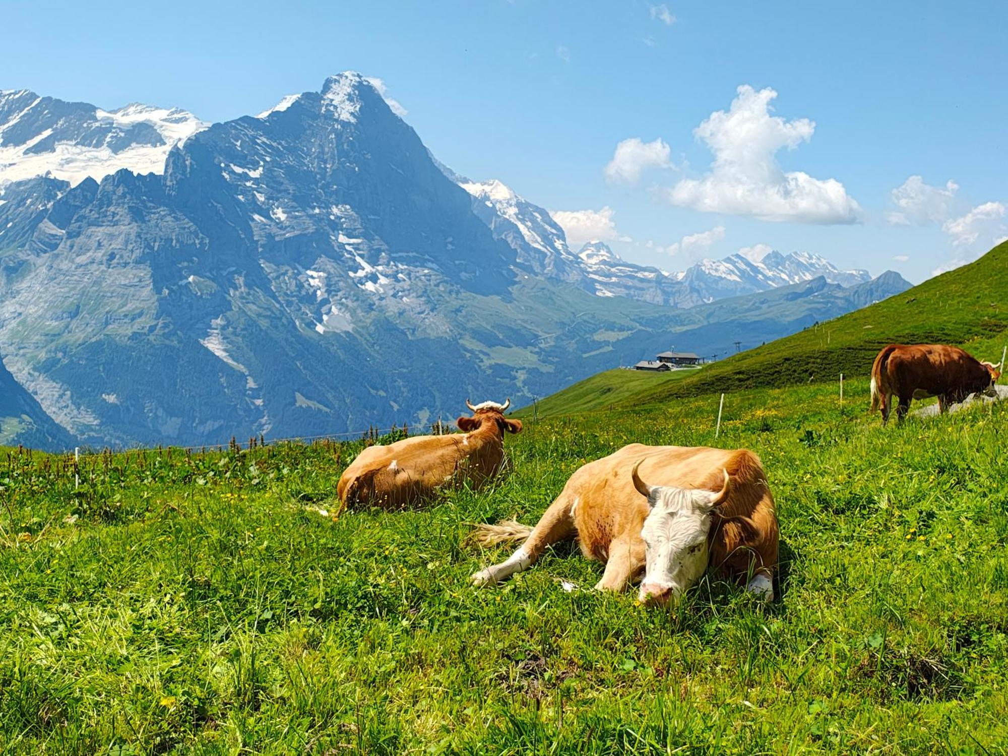 Chalet Schwendiboden Grindelwald Esterno foto